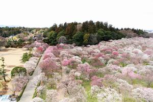 偕楽園の画像