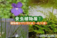 食虫植物展の画像