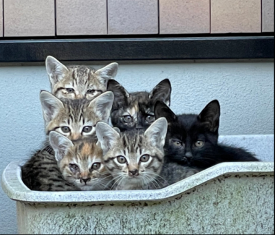 動物愛護ネットワークの写真です