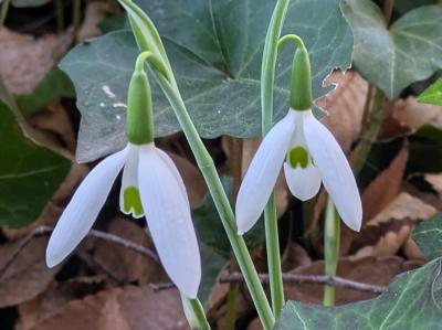 スノードロップ