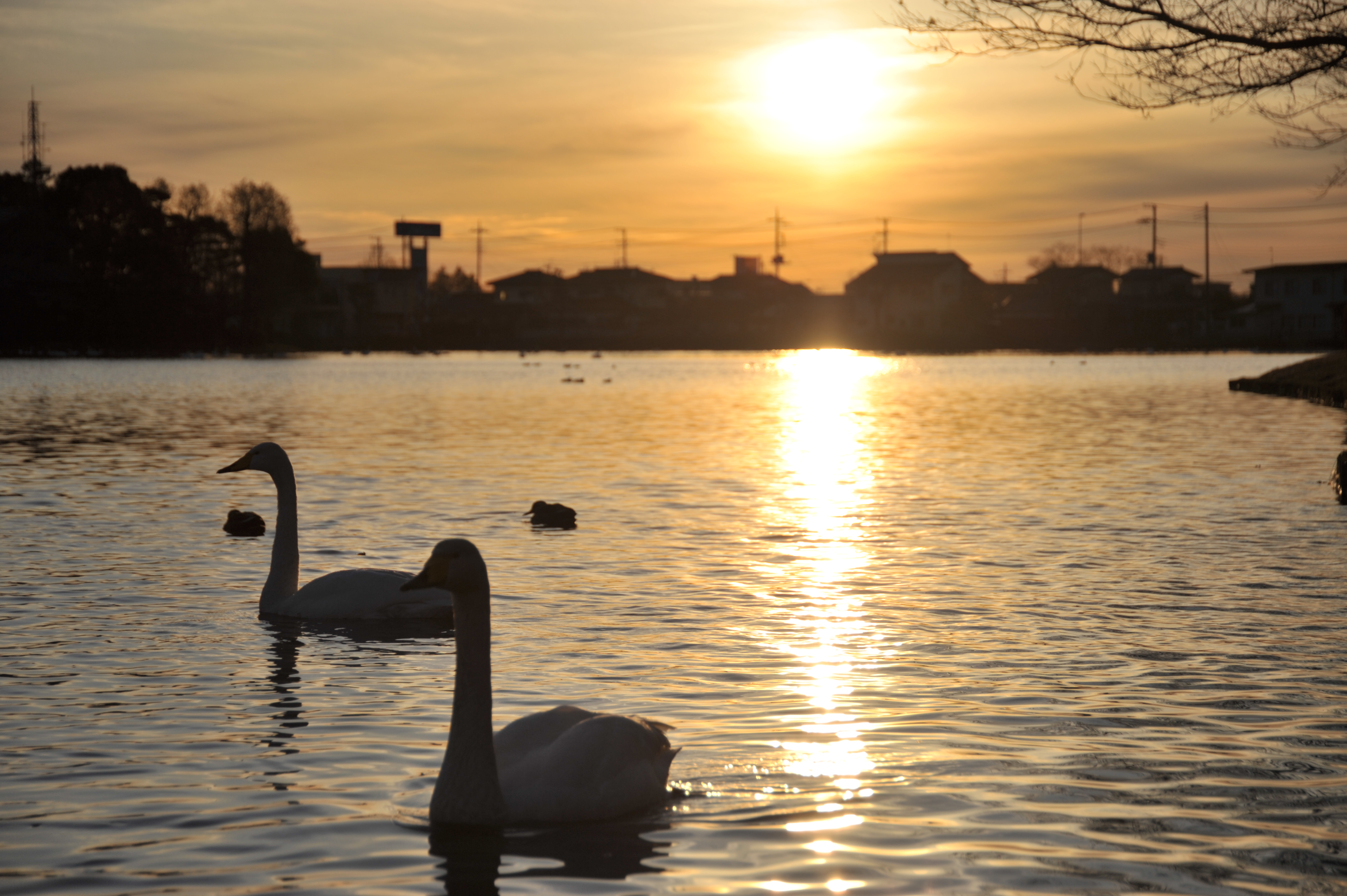 大塚池白鳥のいる夕暮れ